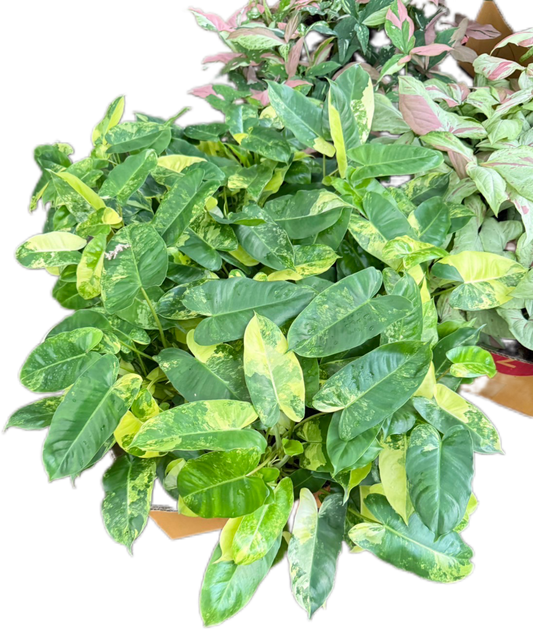 Philodendron Burle Marx Variegated Set of 10 Plants
