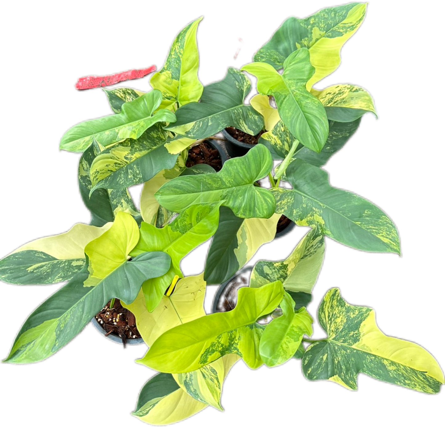 Philodendron Bipennifolium Variegated (Violin) Set of 5 Plants