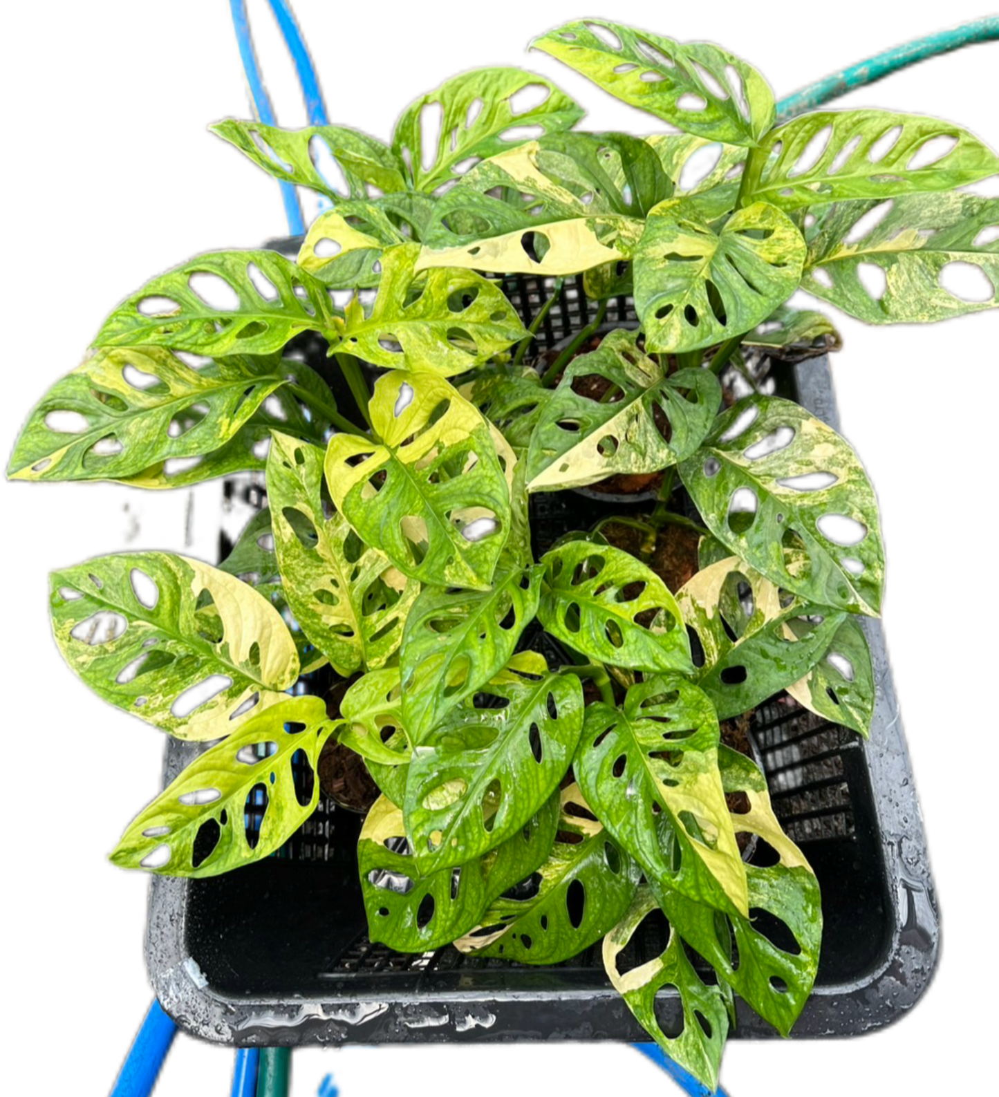 Monstera Adansonii Aurea Variegated Set of 5 Plants