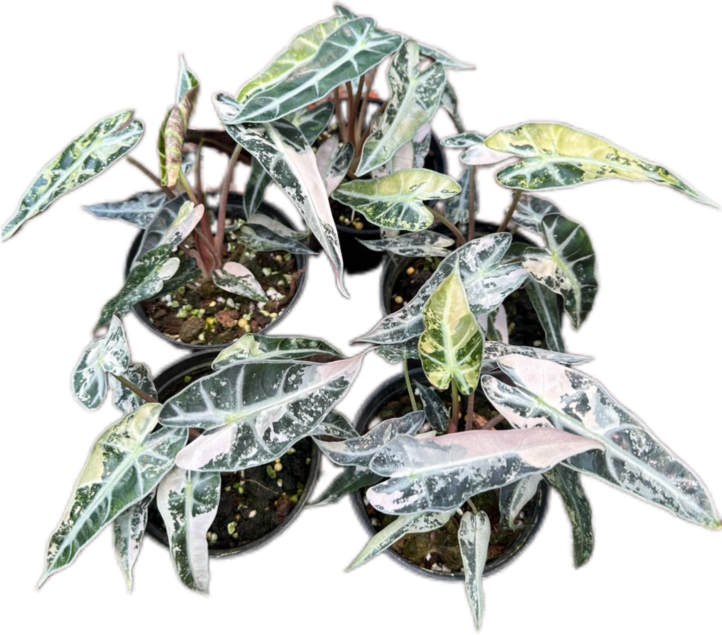 Alocasia Bambino Pink Variegated