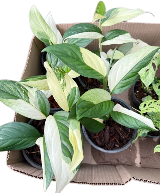 Monstera Acacoyaguensis Variegated – Set of 5 Rare Plants