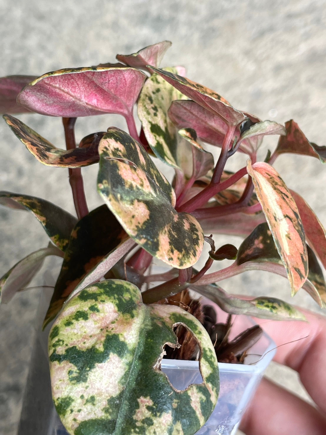 Peperomia Metallic Orange – Wholesale Set of 3 Plants