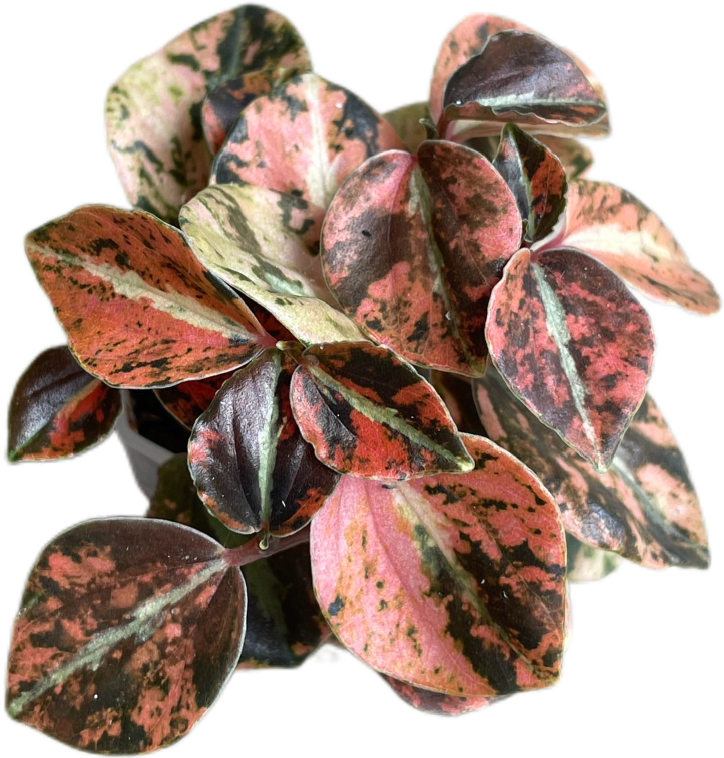 Peperomia Metallic Orange – Wholesale Set of 3 Plants