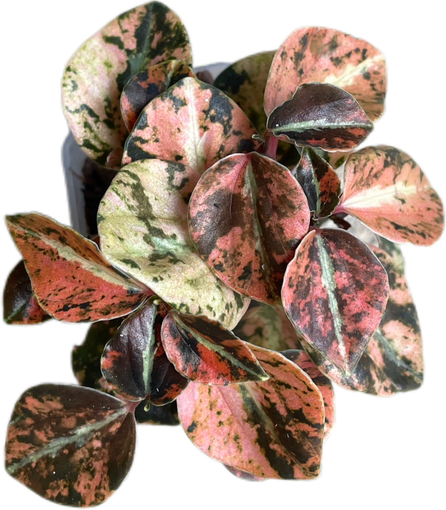 Peperomia Metallic Orange – Wholesale Set of 3 Plants