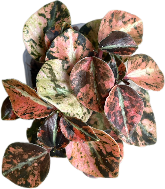 Peperomia Metallic Orange – Wholesale Set of 3 Plants
