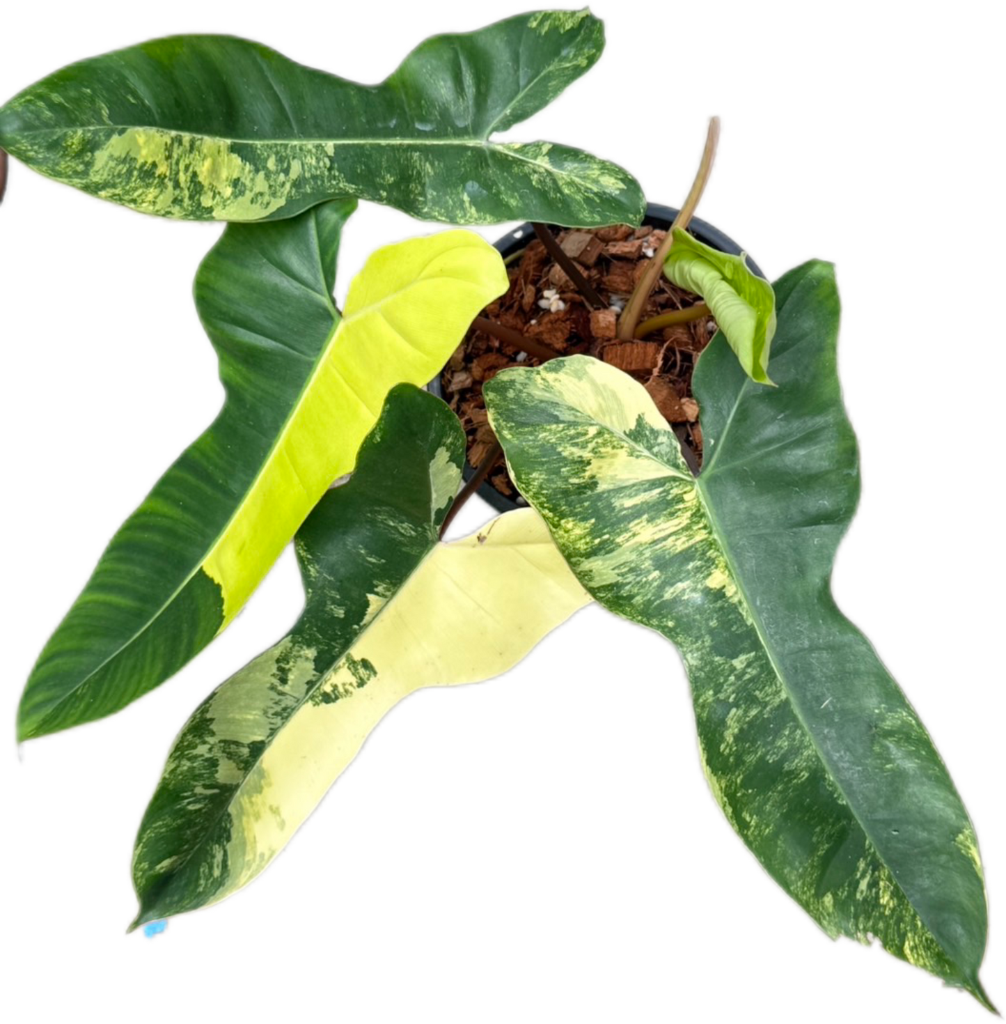 Philodendron Jennifer. Variegated ( Florida Beauty x Billiteae Var)