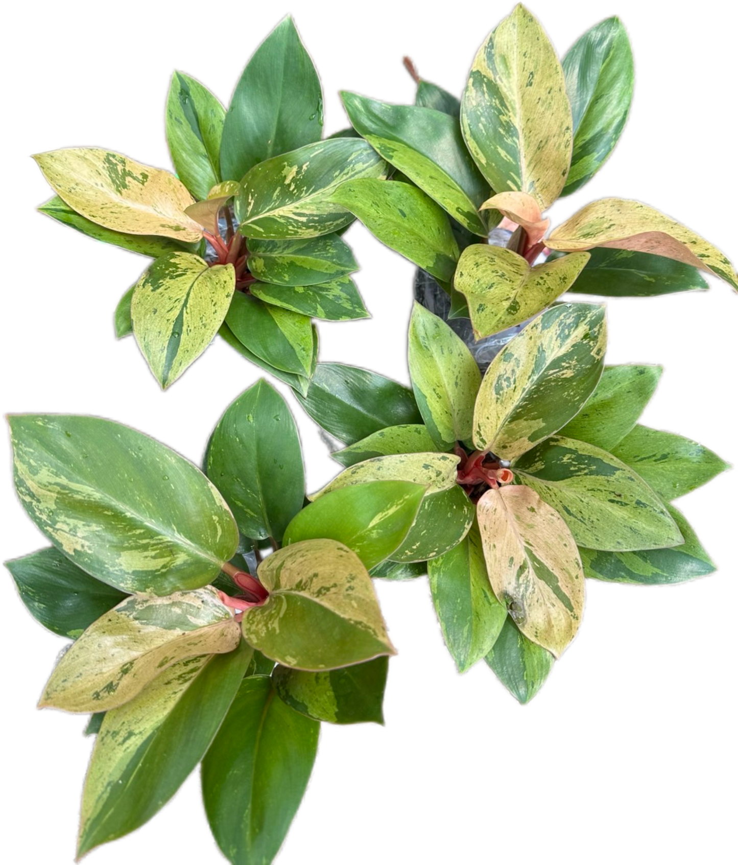 Philodendron Congo Dwarf Variegated (Big Size) Set of 5 Plants