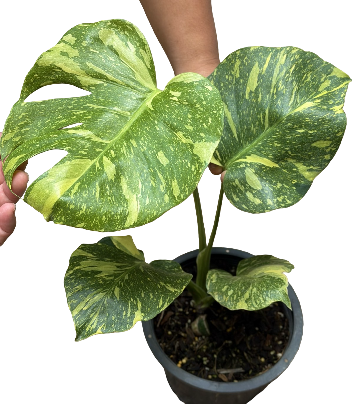 Buy Alocasia “Low Rider” Albo Variegated … | Thailand Export