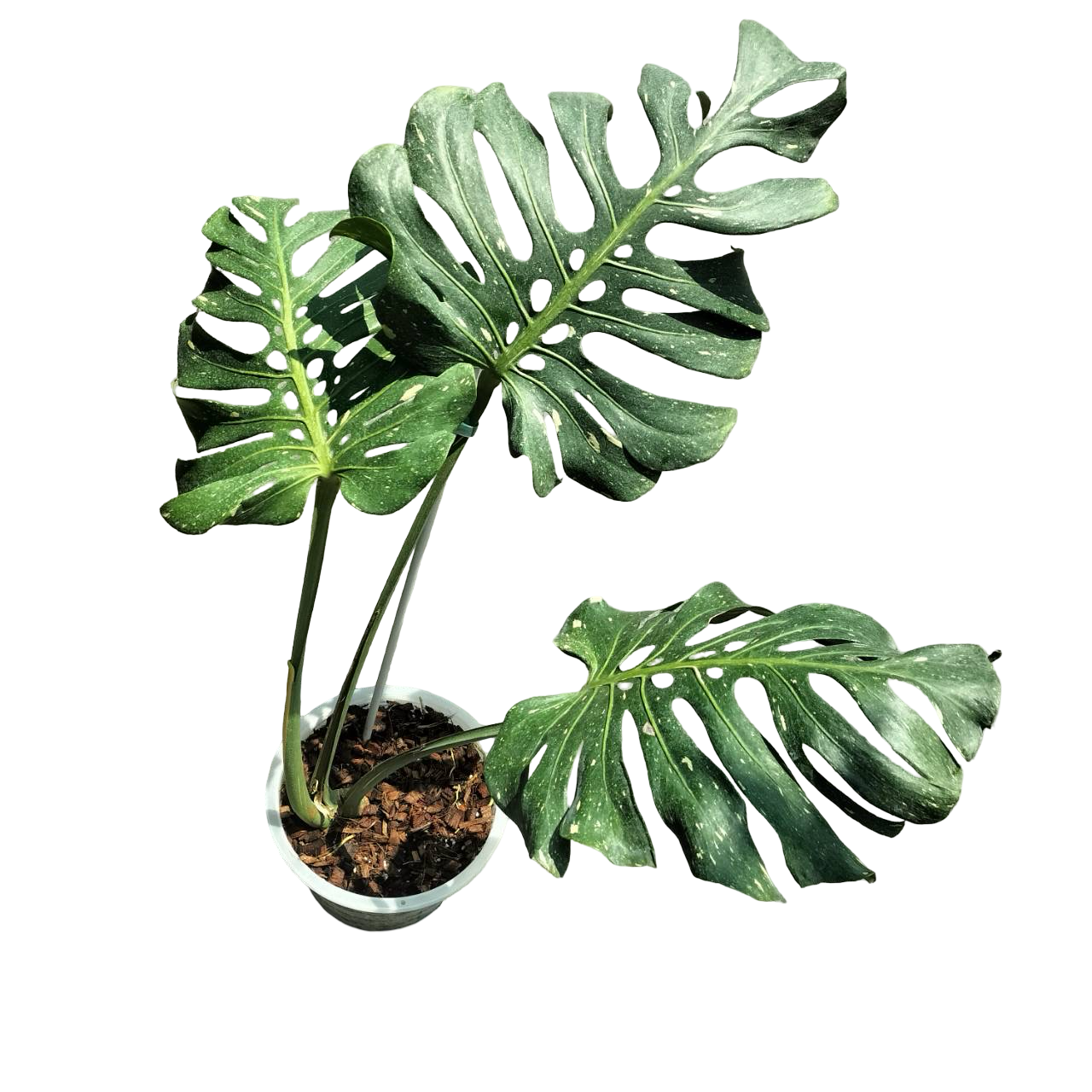 Buy Monstera Deliciosa Tricolor (Miracle)