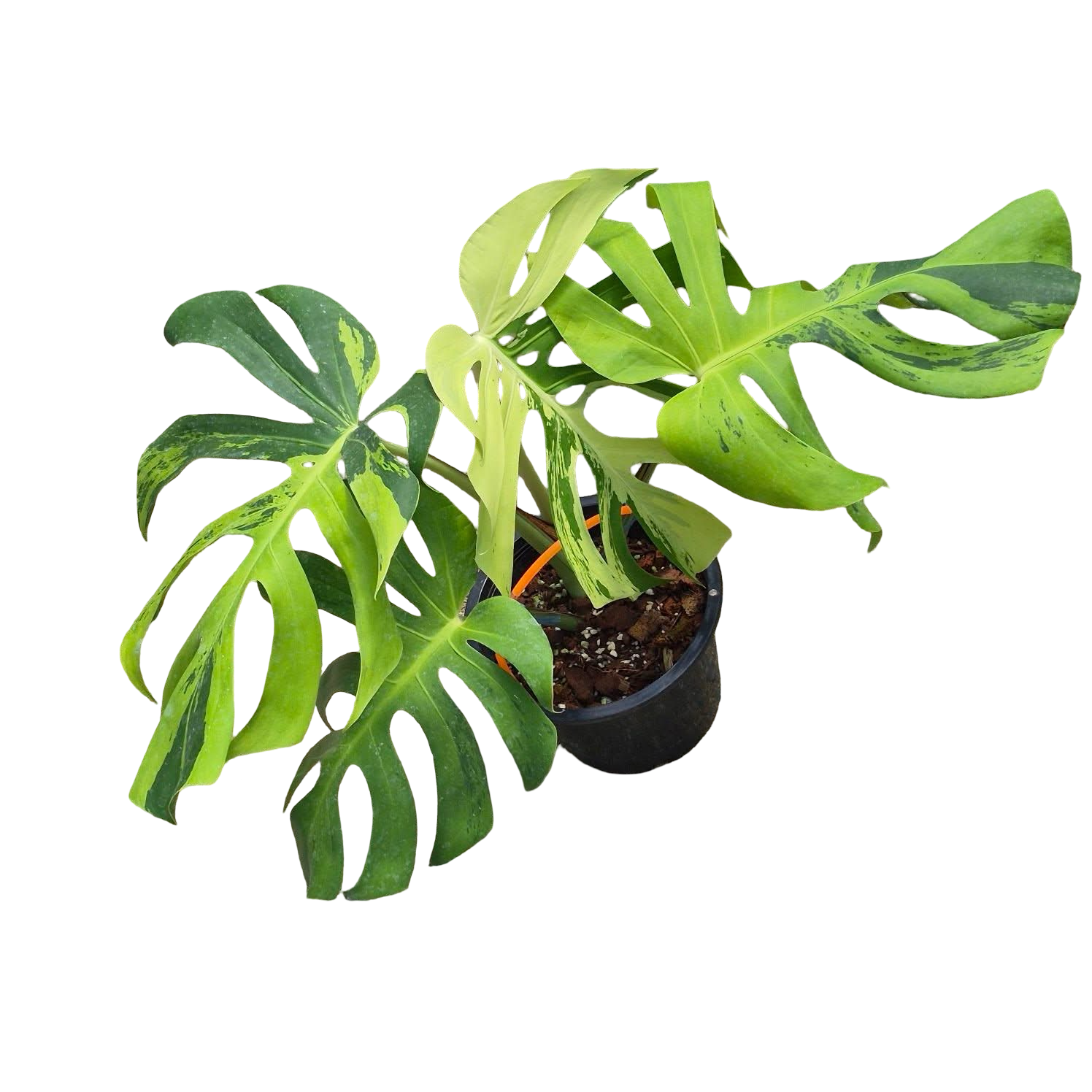 Buy Monstera Deliciosa “Light Lime” | Thailand Export