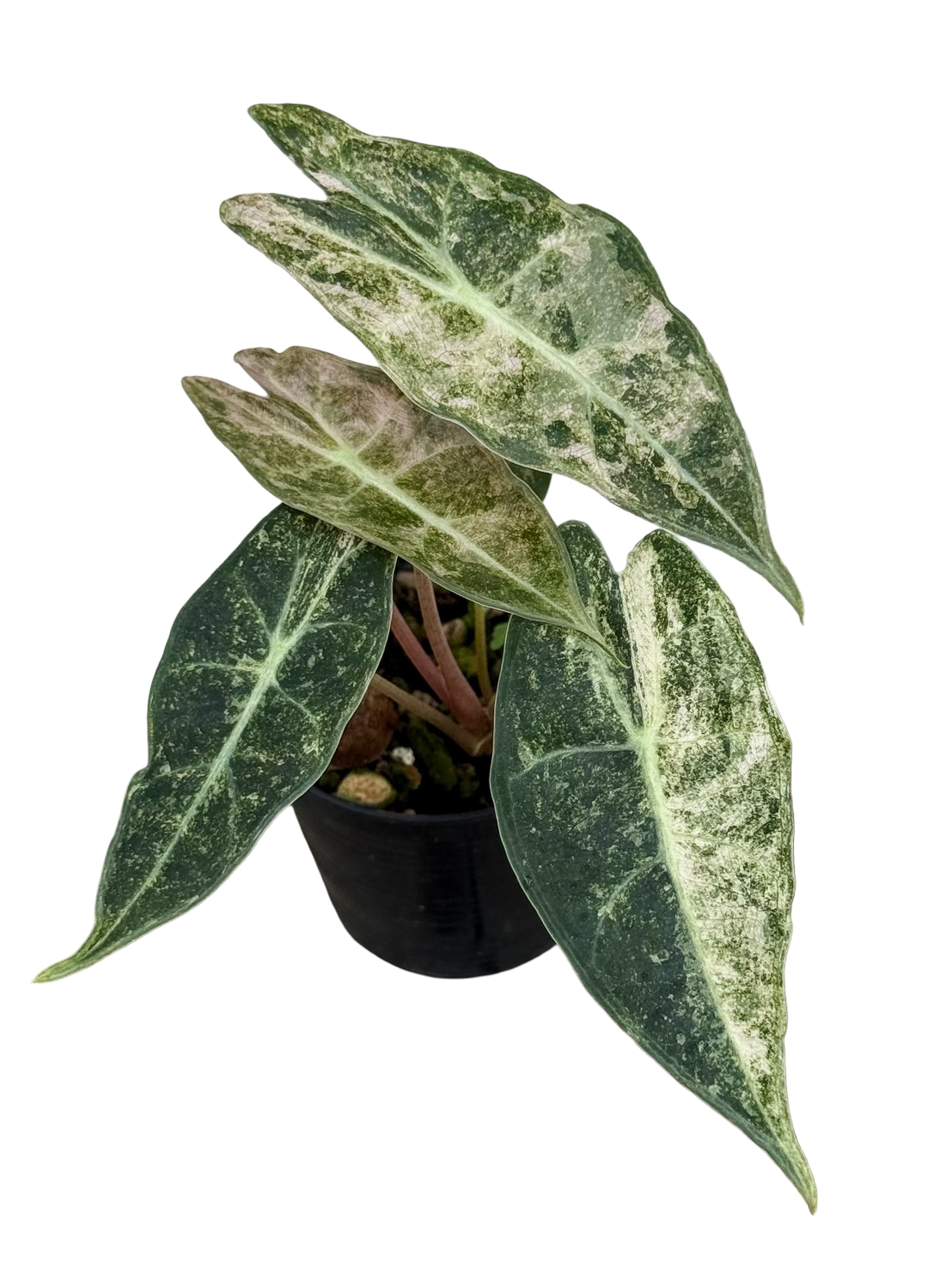 Buy Alocasia Black Satun “Stardust” Varie… | Thailand Export