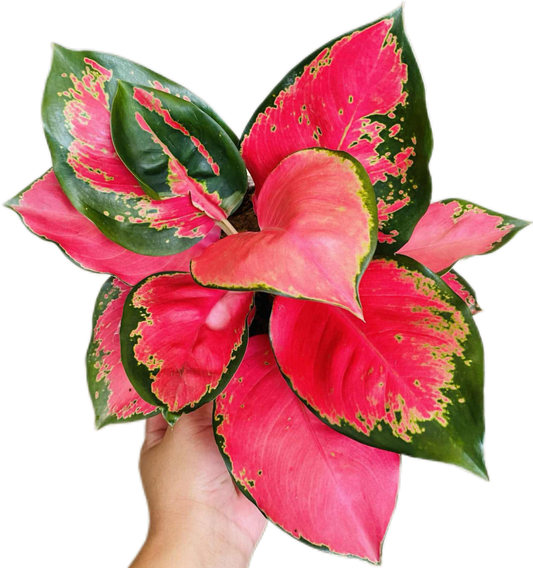 Aglaonema “Chang Daeng” (Red Elephant Aglaonema) Wholesale Set of 10 Plants