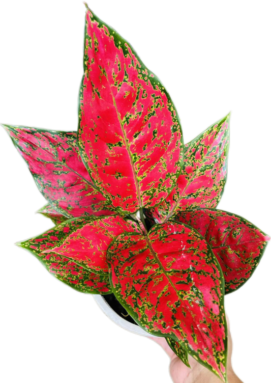 Aglaonema “Daeng Mongkol” (Red Lucky Aglaonema) Wholesale Set of 10 Plants