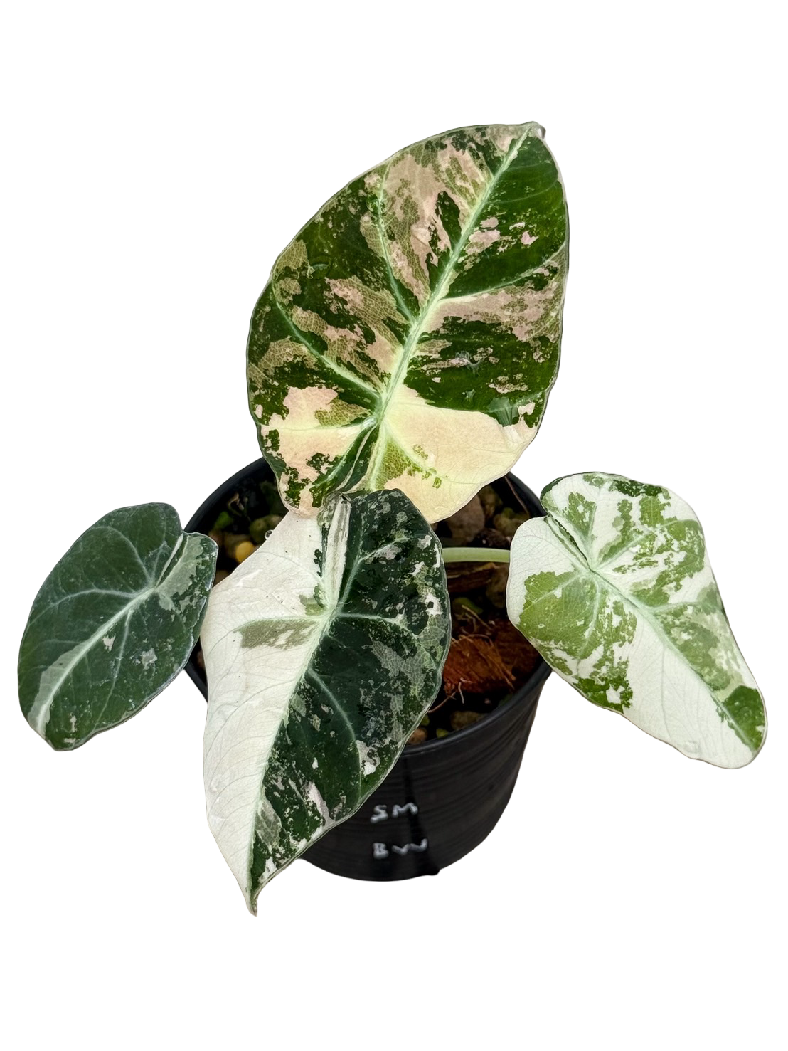 Buy Alocasia 'Pink Velvet' (Black Velvet … | Thailand Export