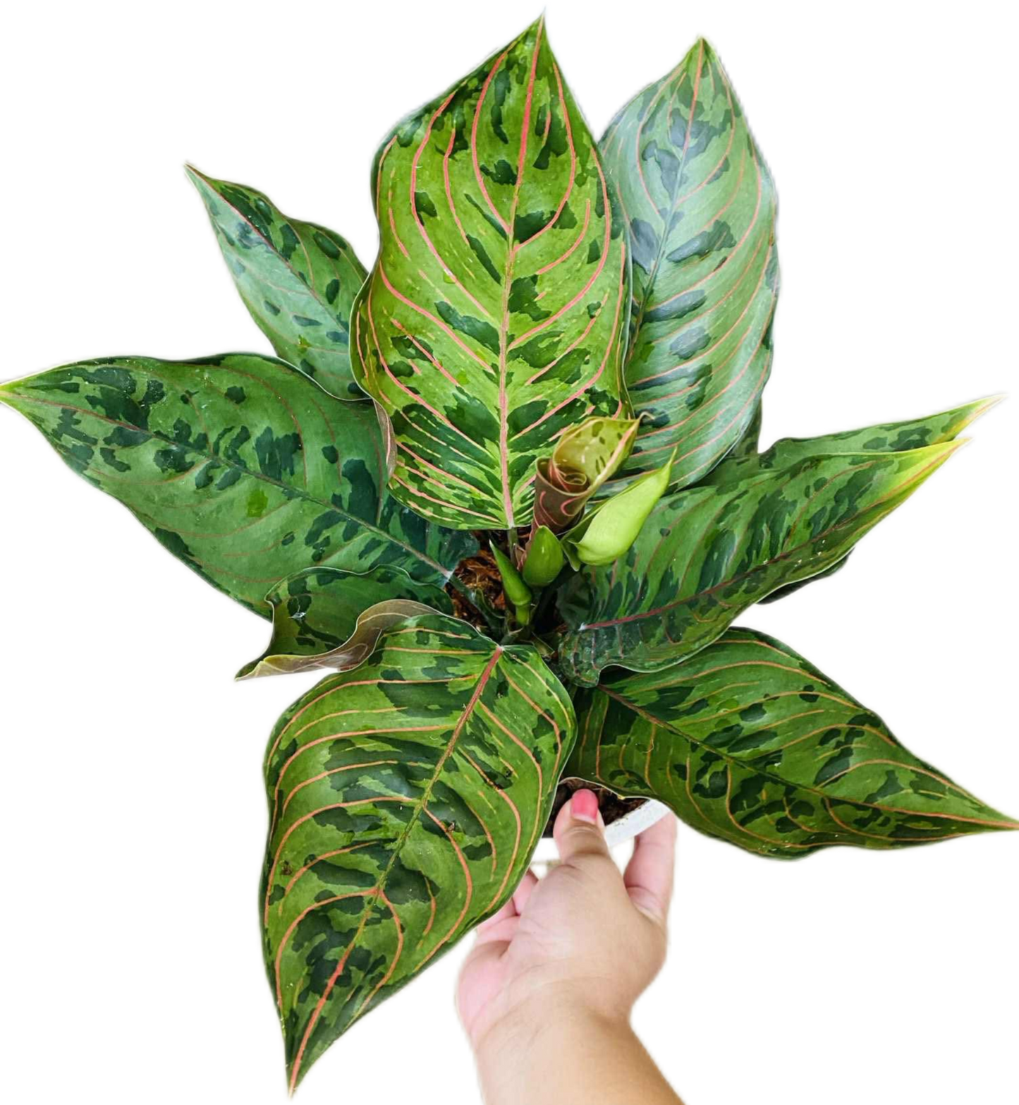 Aglaonema “Red Army” (Red Army Aglaonema) Wholesale Set of 10 Plants