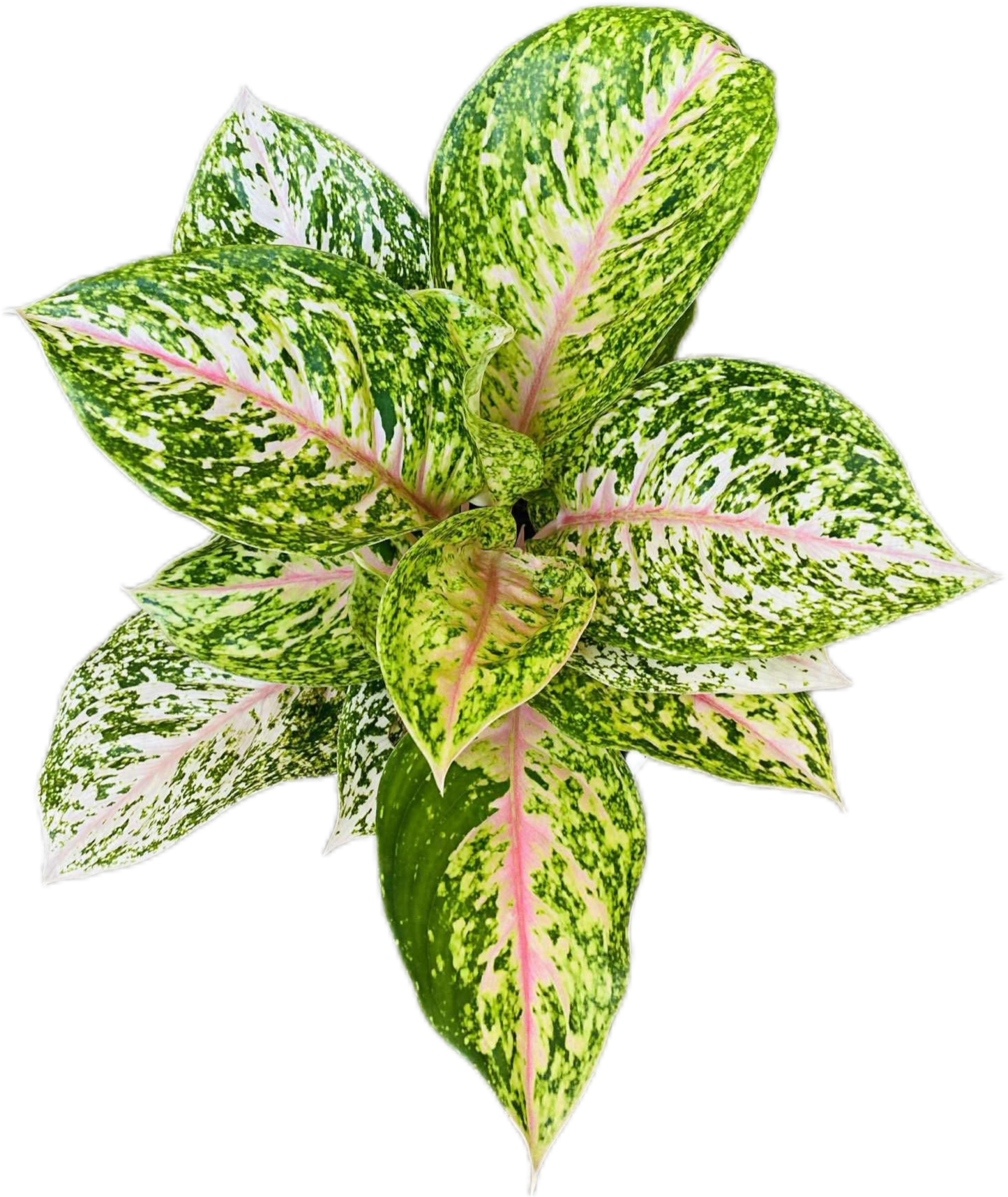 Aglaonema “Samphao Thong” (Golden Sampao Aglaonema) Wholesale Set of 10 Plants