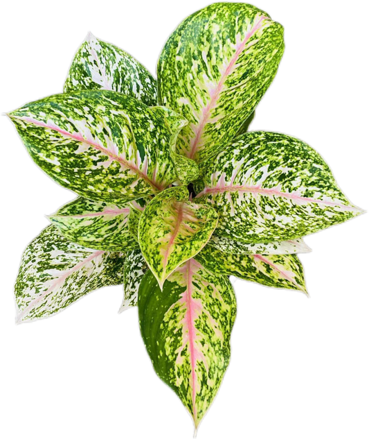 Aglaonema “Samphao Thong” (Golden Sampao Aglaonema) Wholesale Set of 10 Plants