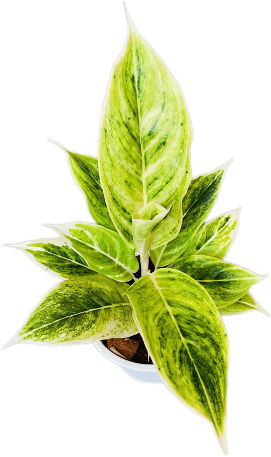 Aglaonema “Siam Gold” (Golden Siam Aglaonema) Wholesale Set of 10 Plants