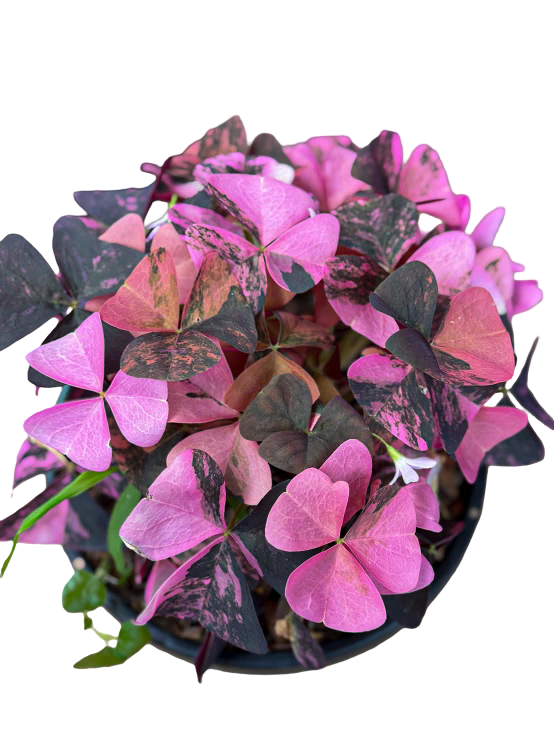 Buy Oxalis Triangularis Variegated | Thailand Export