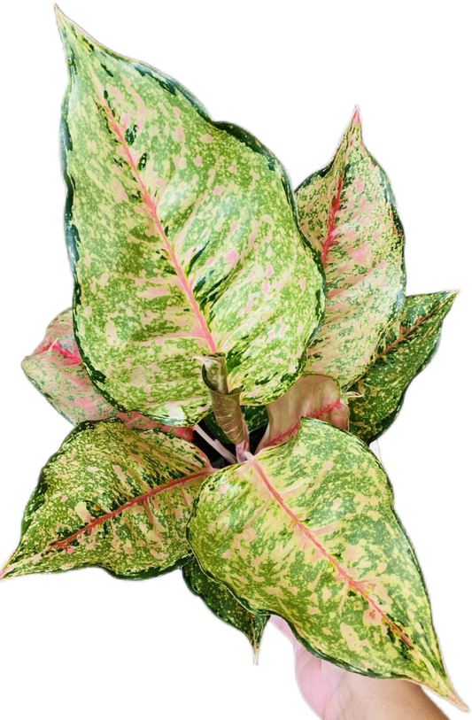 Aglaonema “Fortune” (Fortune Aglaonema) Wholesale Set of 10 Plants