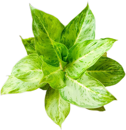 Aglaonema “Silver Rose” (Silver Rose Aglaonema) Wholesale Set of 10 Plants