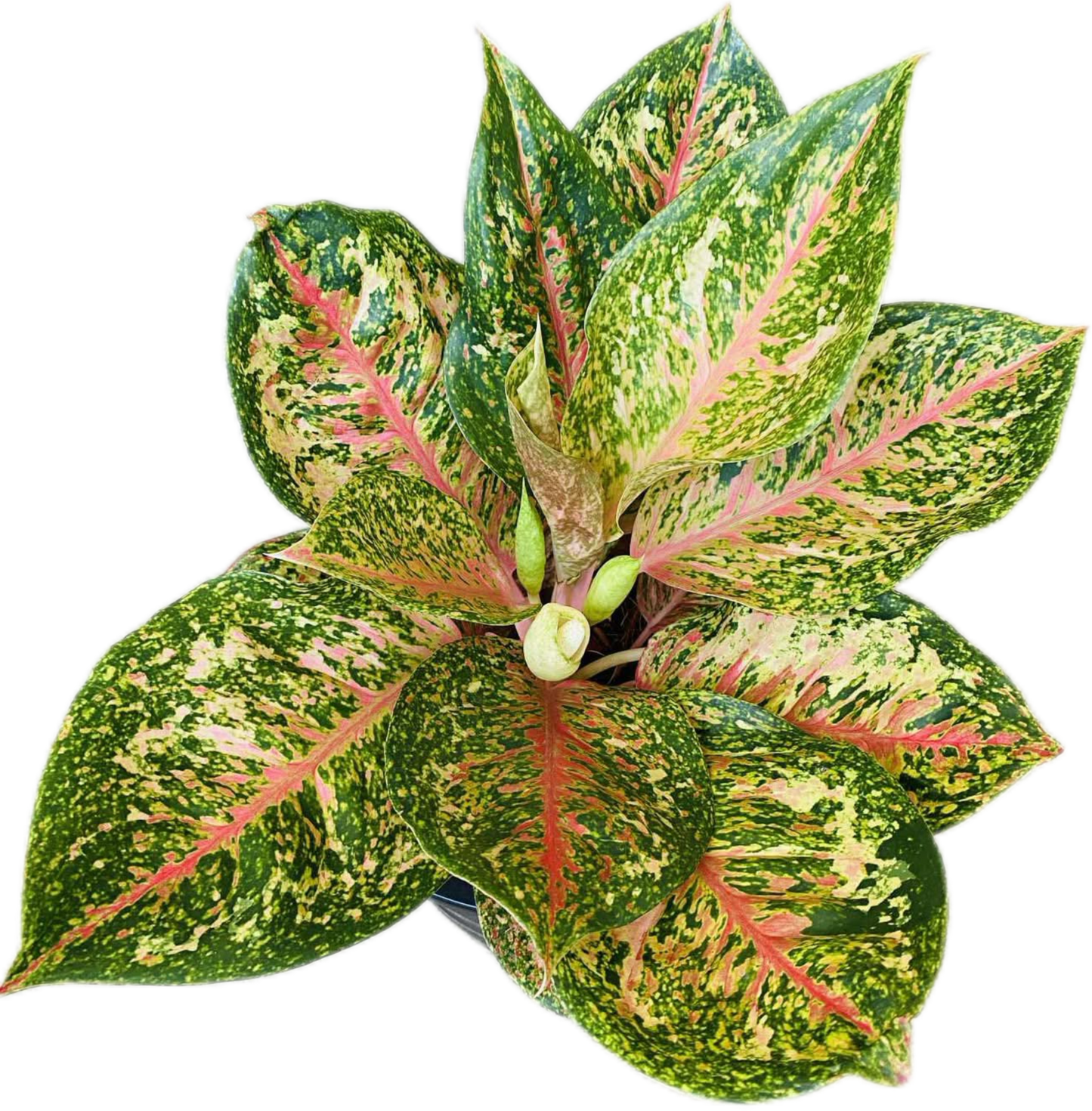 Aglaonema “40 Carat” (40 Carat Aglaonema) Wholesale Set of 10 Plants