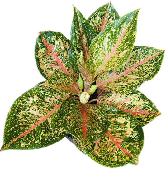 Aglaonema “40 Carat” (40 Carat Aglaonema) Wholesale Set of 10 Plants