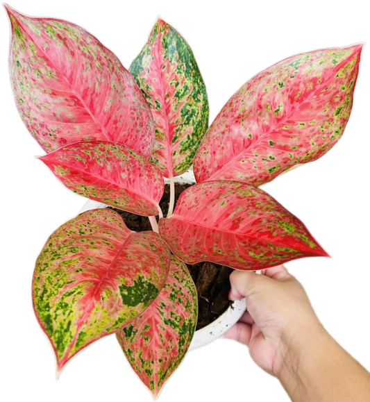 Aglaonema “Mongkhon Mani” (Lucky Jewel Aglaonema) Wholesale Set of 10 Plants