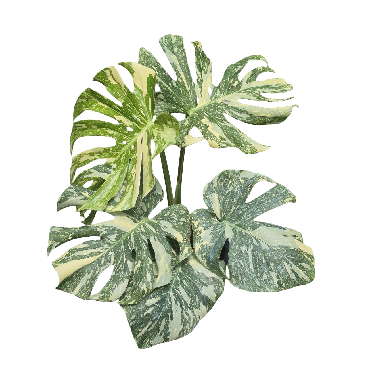 Buy Monstera Deliciosa “White Snow” | Thailand Export