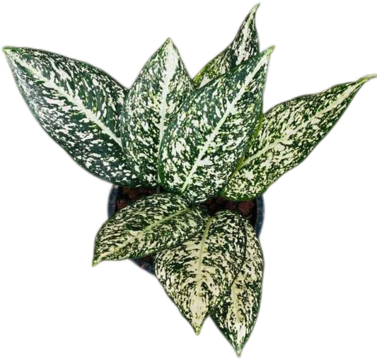 Aglaonema “Moradok Lok” (World Heritage Aglaonema) Wholesale Set of 10 Plants