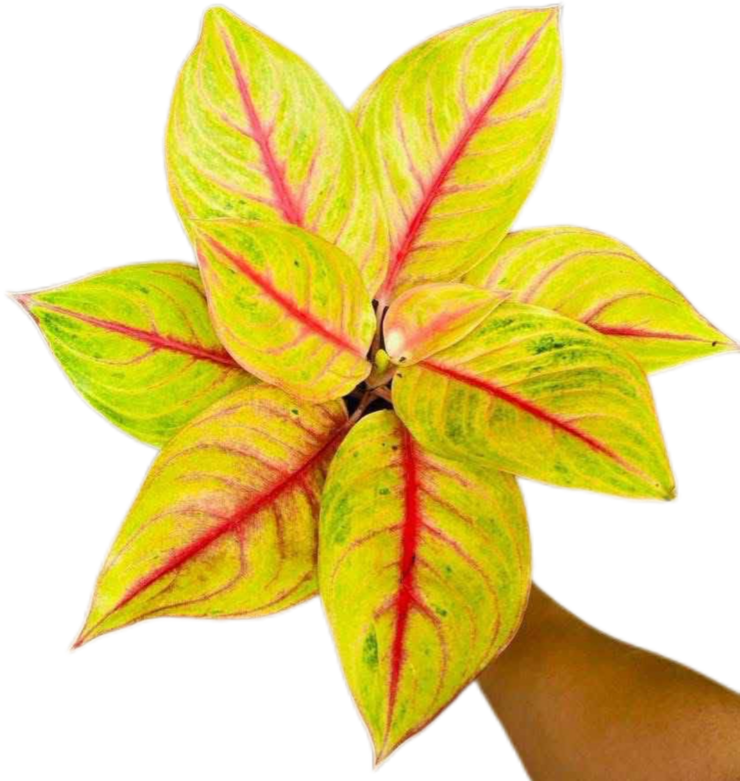 Aglaonema “Kwak Thongkham” (Golden Fortune Aglaonema) Wholesale Set of 10 Plants