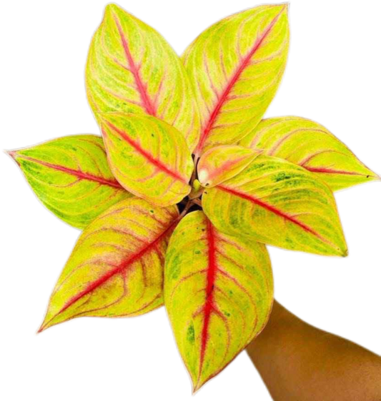 Aglaonema “Kwak Thongkham” (Golden Fortune Aglaonema) Wholesale Set of 10 Plants