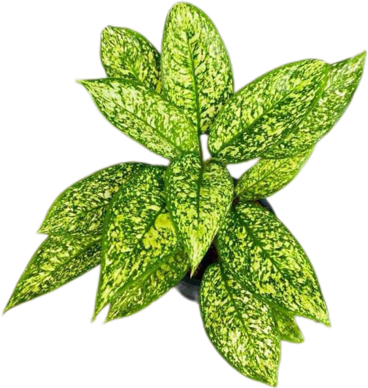 Aglaonema “Chao Mueang Ratch” (Royal City Aglaonema) Wholesale Set of 10 Plants
