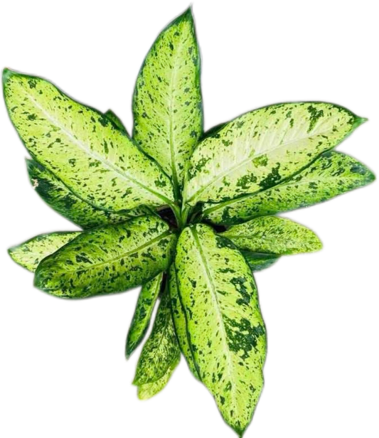 Aglaonema “Phae Baramee” (Baramee Aglaonema) Wholesale Set of 10 Plants