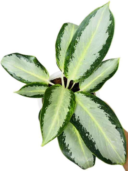 Aglaonema “Rasamee Ngern” (Silver Radiance Aglaonema) Wholesale Set of 10 Plants