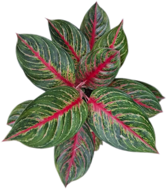 Aglaonema “Amnat Charoen” (Power & Prosperity Aglaonema) Wholesale Set of 10 Plants