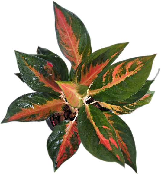 Aglaonema “Suksomjai Pong Tricolor”Wholesale Set of 10 Plants