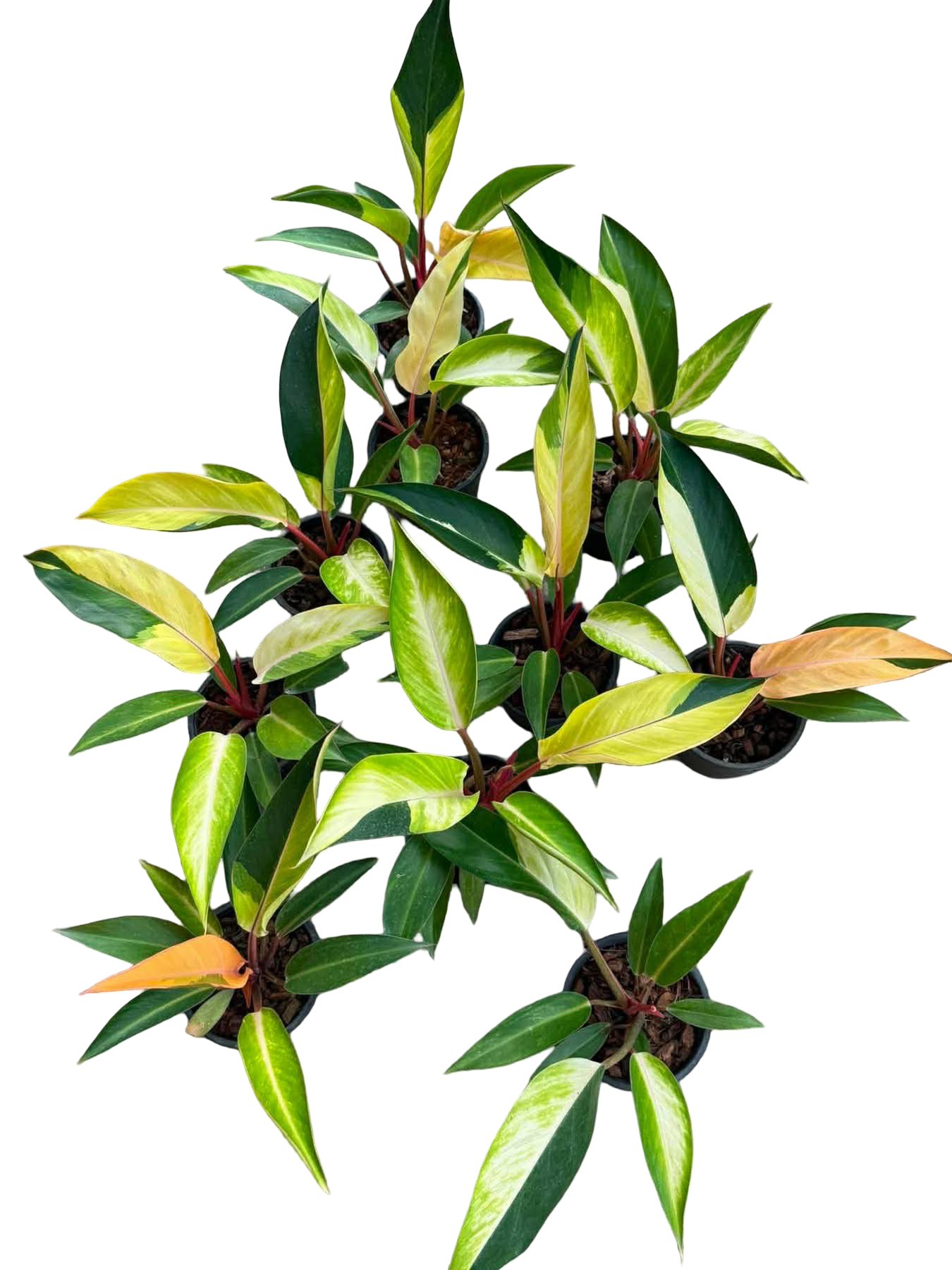 Philodendron Firebird Variegated