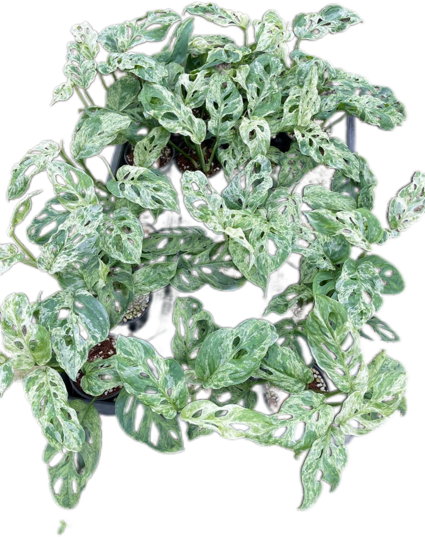 Monstera Laniata Mottled Variegated Set of 10 Plants