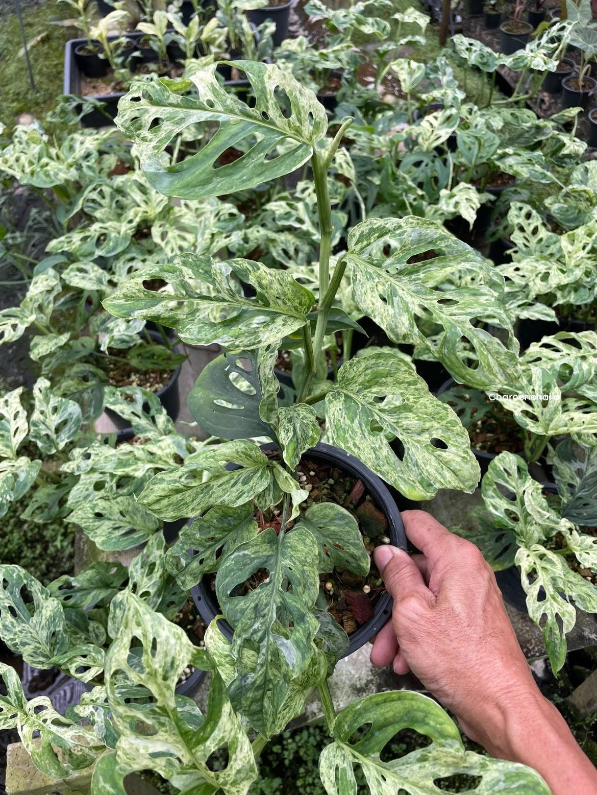 Monstera Laniata Mottled Variegated Set of 10 Plants