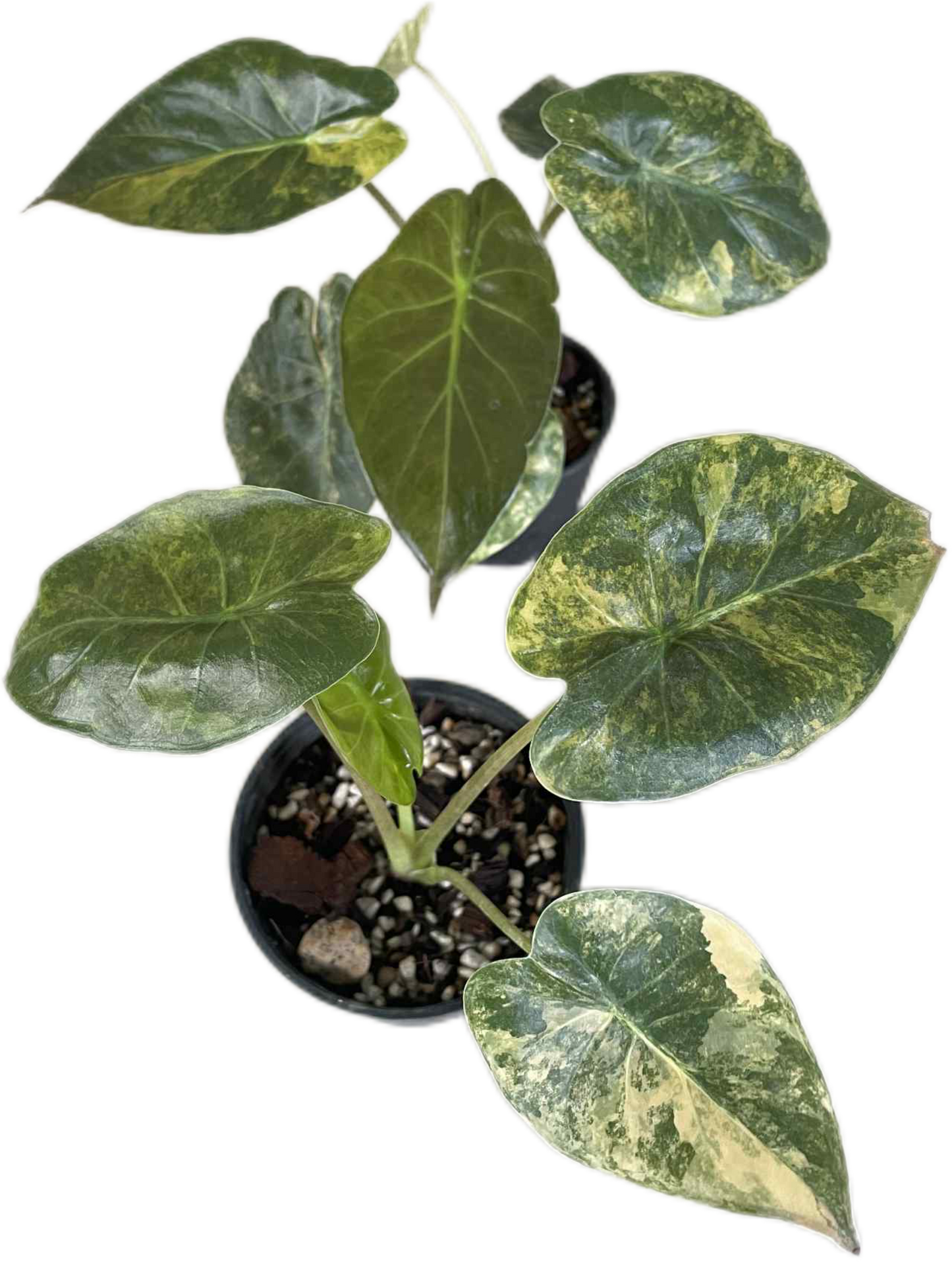Alocasia Wentii “Aurea” Variegated Set of 5 Plants
