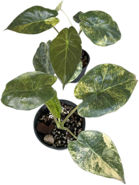 Alocasia Wentii “Aurea” Variegated Set of 5 Plants