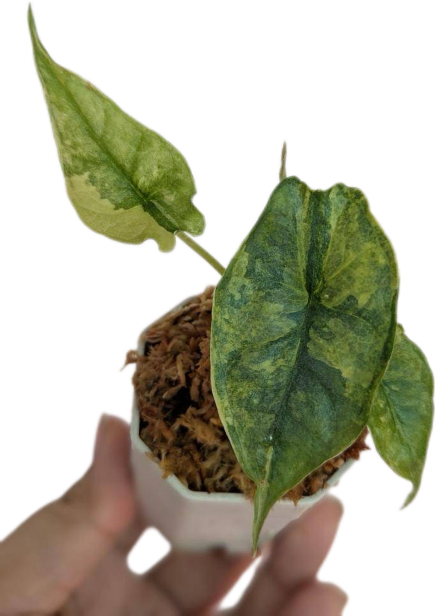 Alocasia Dragon Breath Aurea Variegated (Rare)