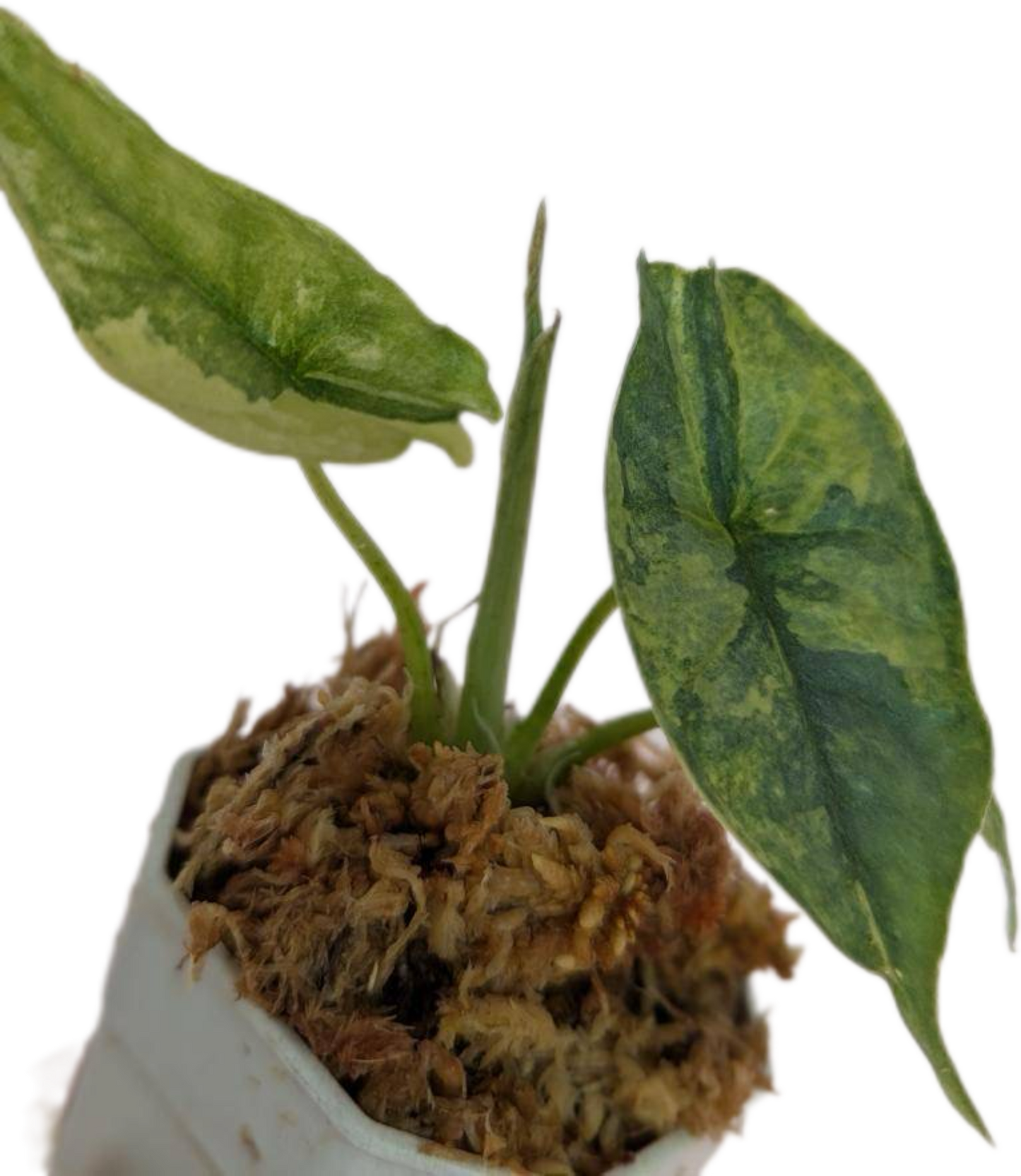 Alocasia Dragon Breath Aurea Variegated (Rare)