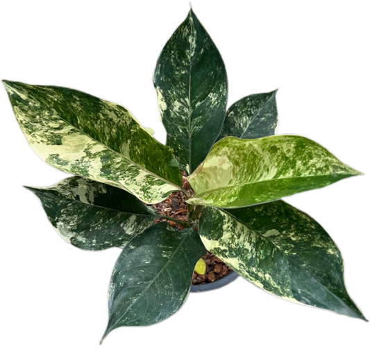 Aglaonema Siam Jade (Set of 5 Plants)