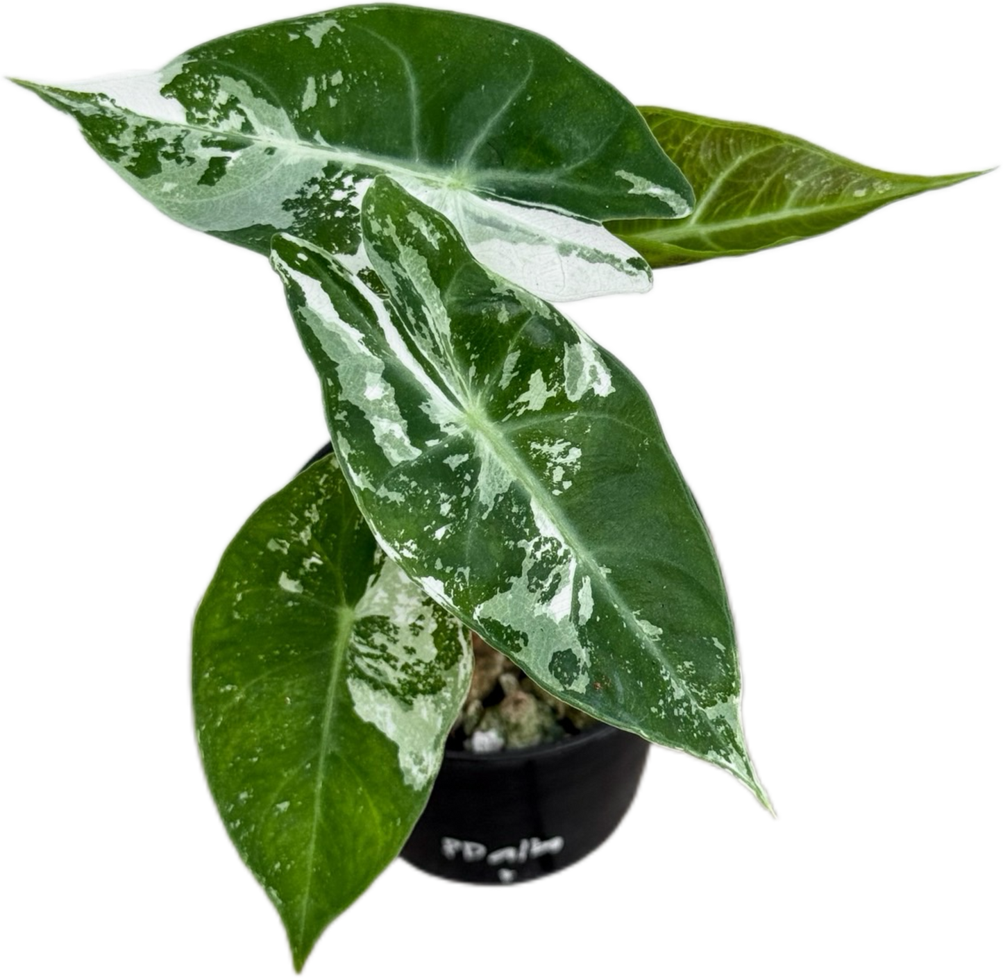 Alocasia “Pink Dragon” Albo Variegated Set of 5 Plants