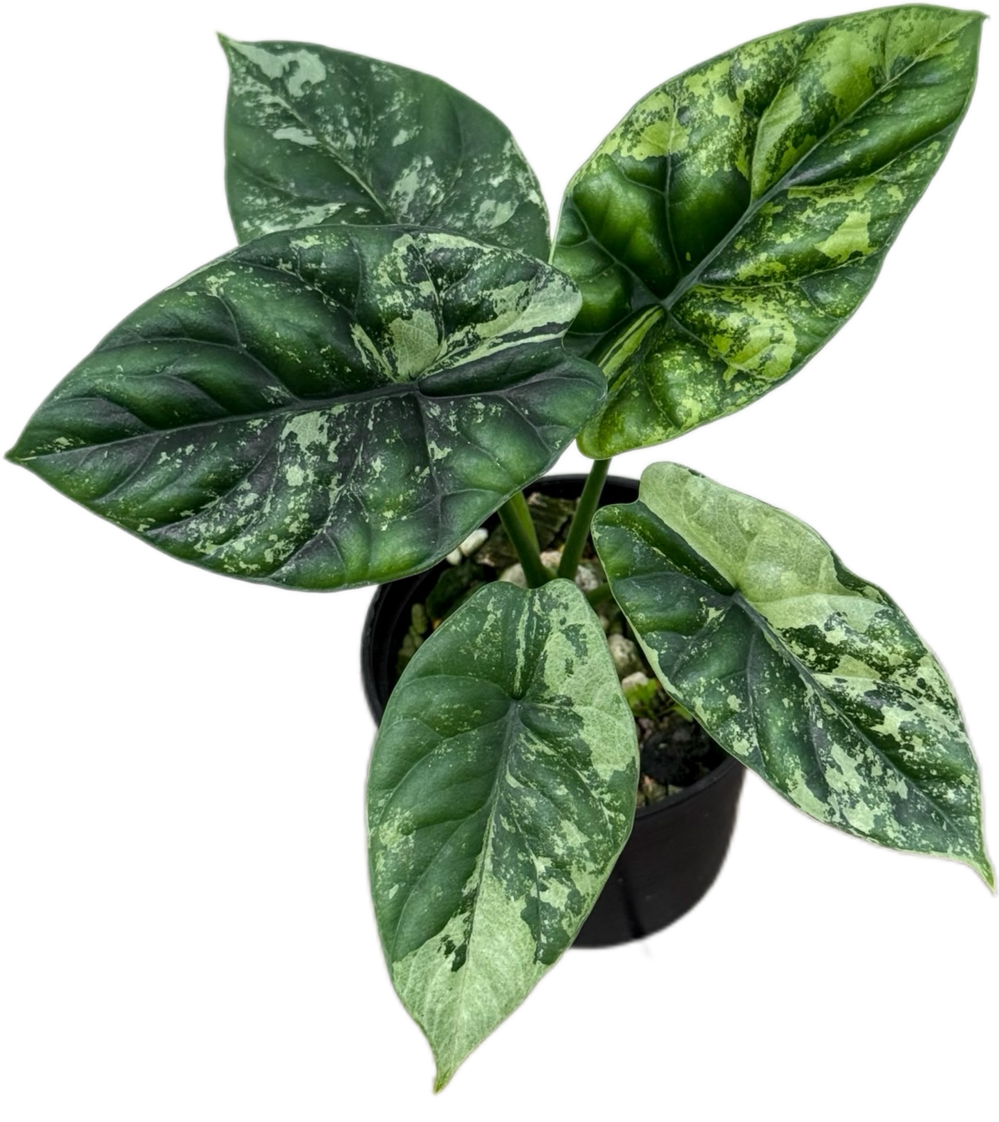 Alocasia Sinuata Variegated Set of 5 Plants