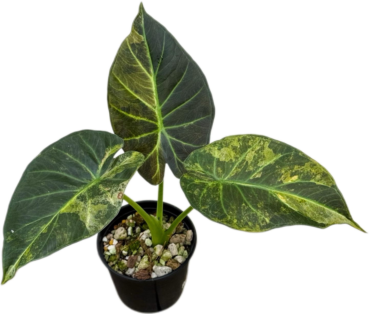 Alocasia Regal Shield Aurea Variegated Set of 3 Plants