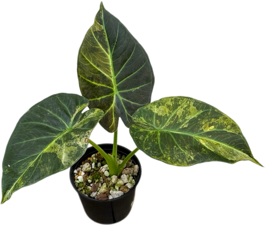 Alocasia Regal Shield Aurea Variegated Set of 3 Plants