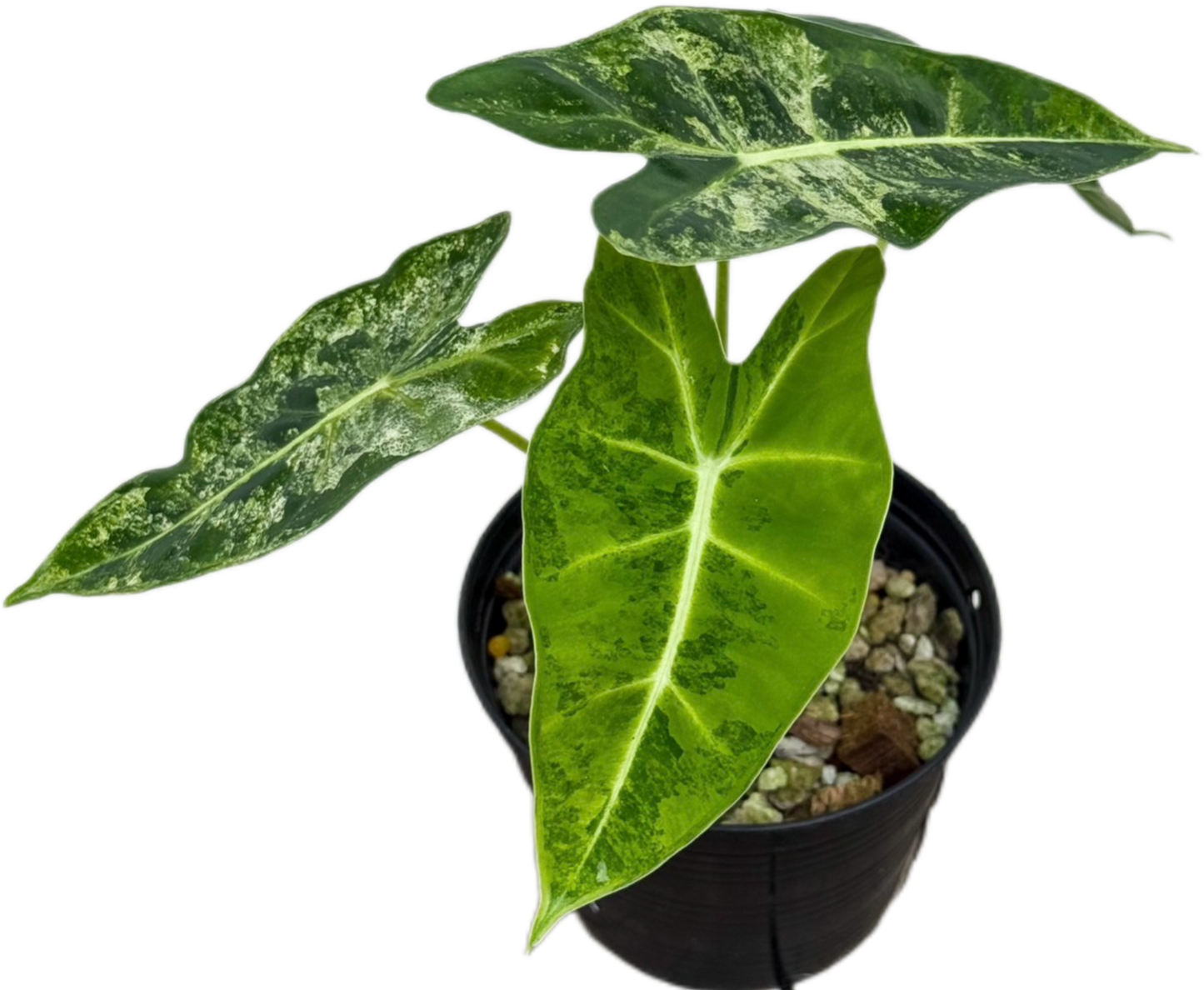 Alocasia Frydek Aurea Variegated ( Set of 3 Plants)
